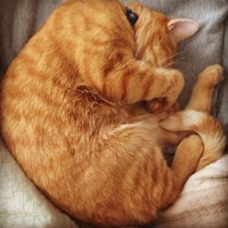 Profile Picture from Facebook