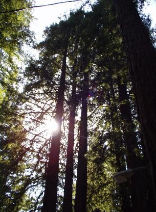 Redwood Resort - Boulder Creek, CA - RV Parks