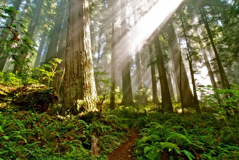 Del Norte Coast Redwoods State Park - Crescent City, CA - California State Parks