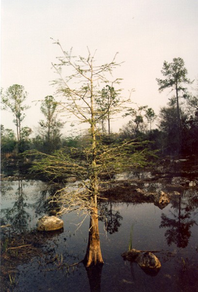 Waccasassa Bay Preserve State Park Cedar Key, FL Florida State