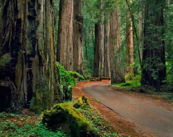 Step Back in Time:  A Giant's Embrace at Armstrong Redwoods State Natural Reserve