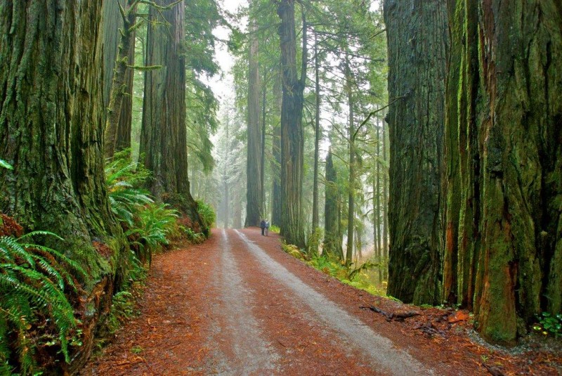 Jedediah Smith Redwoods State Park - Crescent City, CA - California State Parks