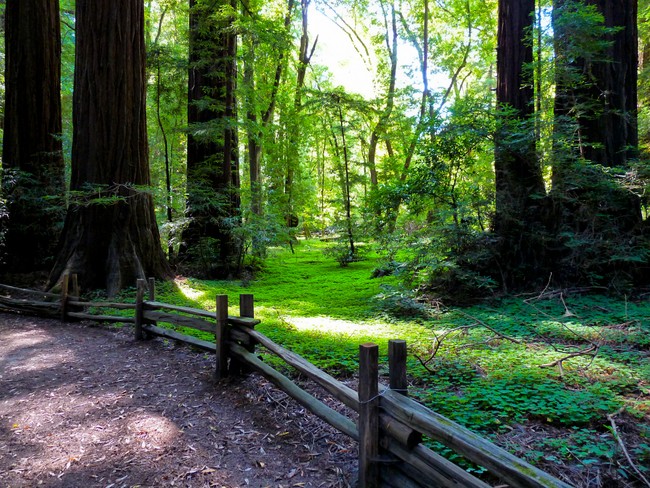 Henry Cowell Redwoods State Park - Felton, CA - California State Parks
