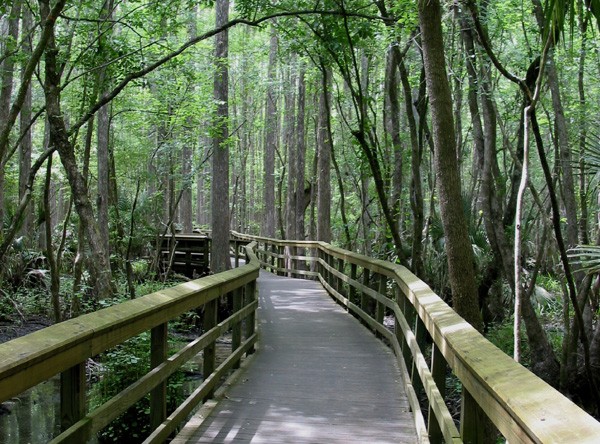 Highlands Hammock State Park - Sebring, FL - Florida State Parks ...