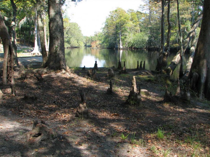 Lumber River State Park Orrum, NC North Carolina State Parks