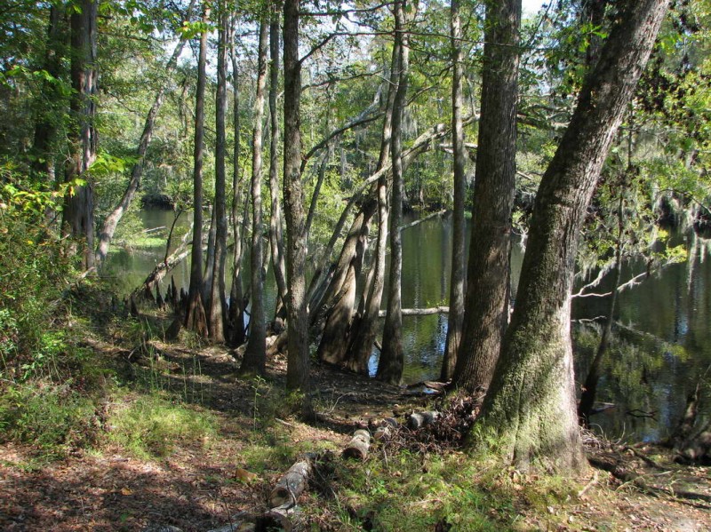 Lumber River State Park Orrum, NC North Carolina State Parks