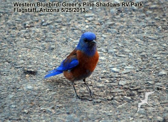 Greers Pine Shadows - Flagstaff, AZ - RV Parks