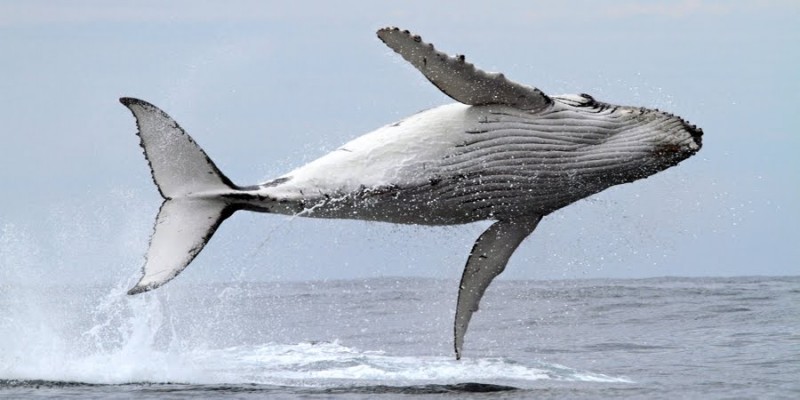 Sea Goddess Whale Watching - Moss Landing, CA - Attractions