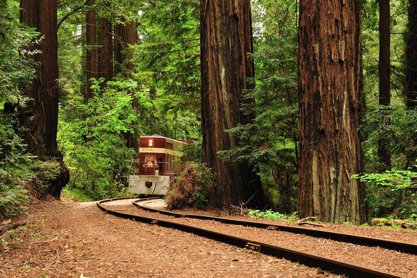 Henry Cowell Redwoods State Park - Felton, CA - California State Parks