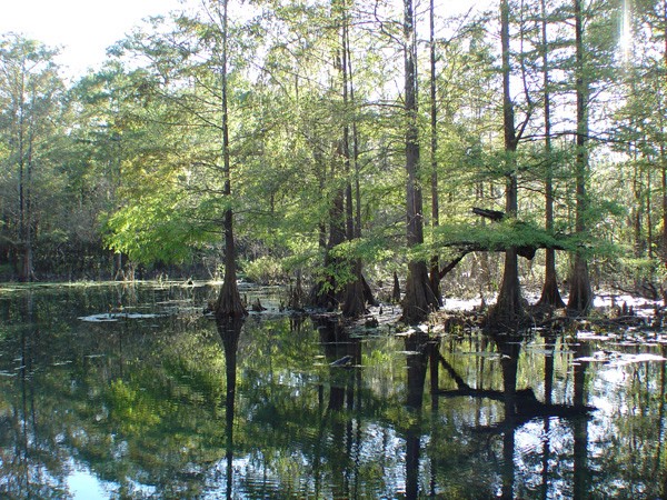 Wes Skiles Peacock Springs State Park - Live Oak, FL - Florida State ...