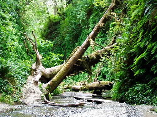 Emerald Forest Of Trinidad - Trinidad, CA - RV Parks