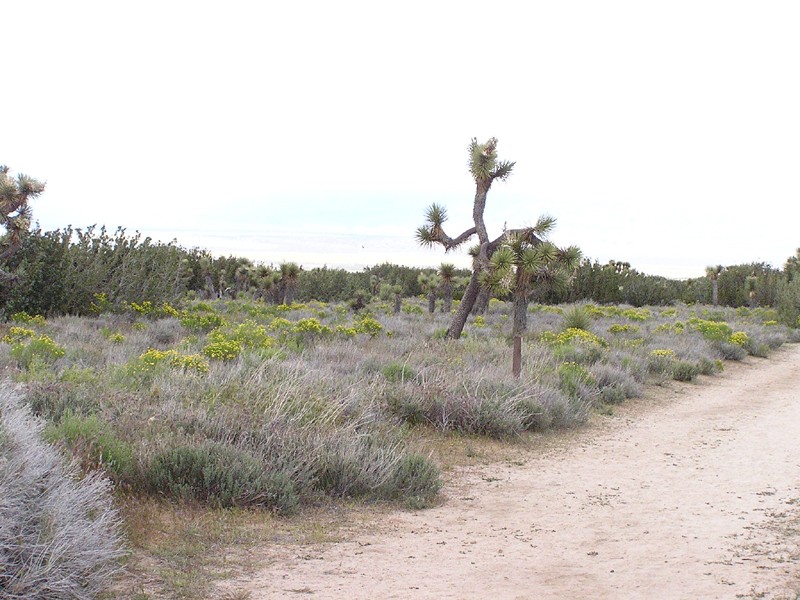 Arthur B. Ripley Desert Woodland State Park - Lancaster, CA - California State Parks