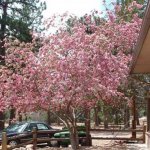 Mountaindale Campground &amp; Cabins - Colorado Springs, CO - RV Parks