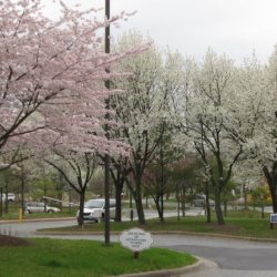 Cherry Hill Park - College Park, MD - RV Parks