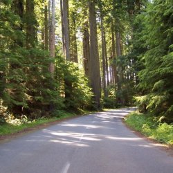 Del Norte Coast Redwoods State Park - Crescent City, CA - California State Parks