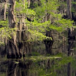 Caddo Lake State Park Karnack Tx Texas State Parks Rvpoints Com