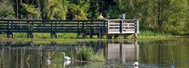 Brazos Bend State Park - ,  - Texas State Parks