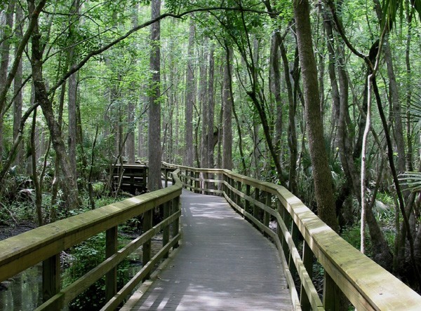 Highlands Hammock State Park - Sebring, FL - Florida State Parks